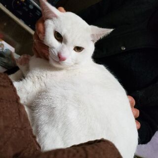 【里親さん決定★】7ヶ月くらいの白猫チロくん♂の画像