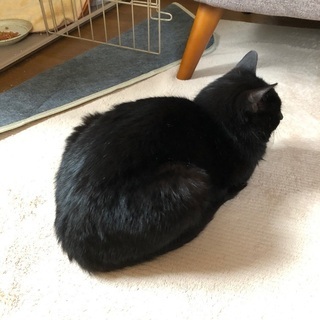 1〜2歳のオスの黒猫です − 宮城県