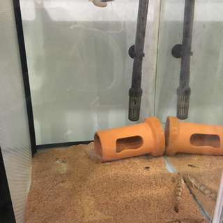 熱帯魚 ポリプテルス等古代魚