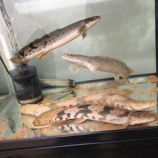 熱帯魚 ポリプテルス等古代魚
