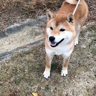 柴犬オス、1歳8ヶ月