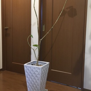 【ジャンク】観葉植物　ウンベラータ　高さ140cm　鉢（高さ42...