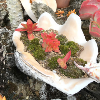 多肉植物 シャコ貝 寄せ植え