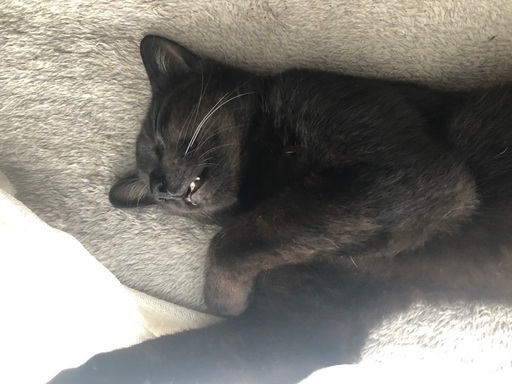 黒猫 雑種 くろまめ 大崎の猫の里親募集 ジモティー