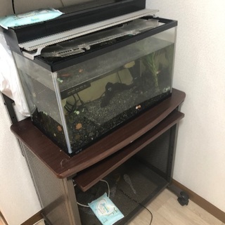 熱帯魚