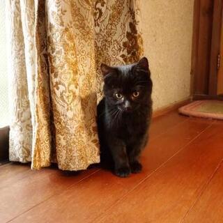 黒猫の女の子 − 宮崎県