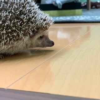 一歳女の子のハリネズミです🦔