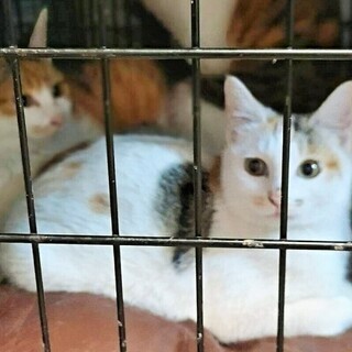 美猫　三毛猫3姉妹　4-5か月　（白三毛） - 新宿区