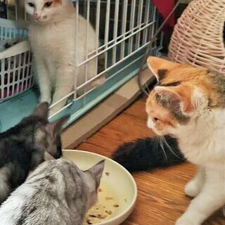 美猫　三毛猫3姉妹　4-5か月　（白三毛） − 東京都