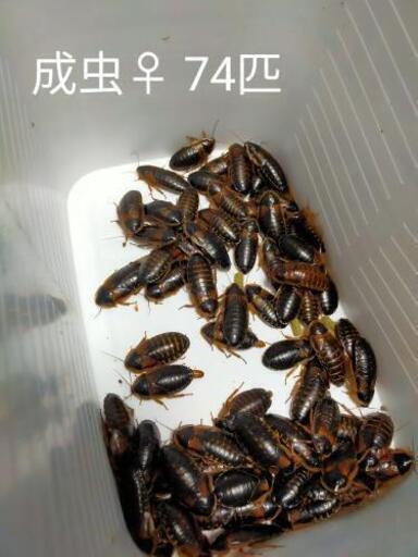 デュビア！コロニーごと譲ります。爬虫類、大型魚の餌に