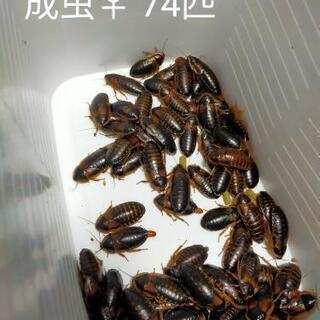 爬虫類、両生類、大型魚の餌に！デュビア SS～成虫 約370匹まとめて
