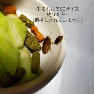 爬虫類、両生類、大型魚の餌に！デュビア SS～成虫 約370匹まとめて