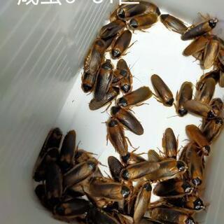 爬虫類、両生類、大型魚の餌に！デュビア SS～成虫 約370匹まとめて