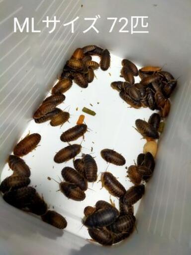 デュビア！コロニーごと譲ります。爬虫類、大型魚の餌に