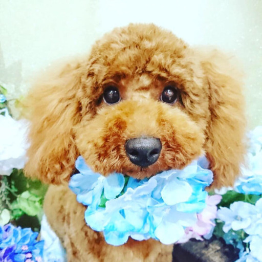 トイプードル男の子1歳7ヶ月 ゼロ 京都の犬の里親募集 ジモティー