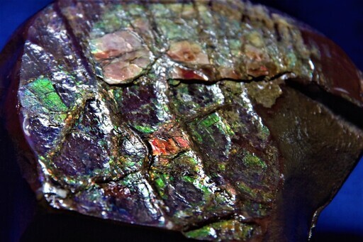 1.9ｋｇ！アンモライト (ammolite) カナダ産アンモナイト化石