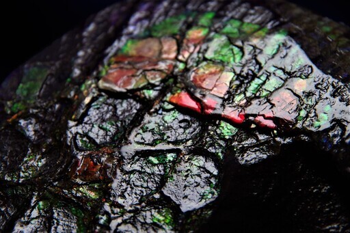 1.9ｋｇ！アンモライト (ammolite) カナダ産アンモナイト化石