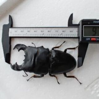 スマトラヒラタクワガタ♂️97㎜♀49㎜ペア】