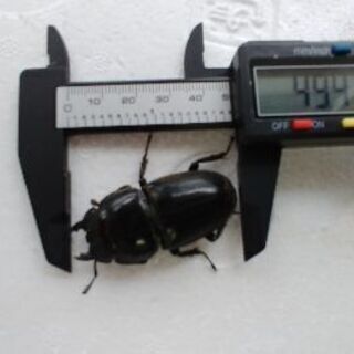 スマトラヒラタクワガタ♂️97㎜♀49㎜ペア】