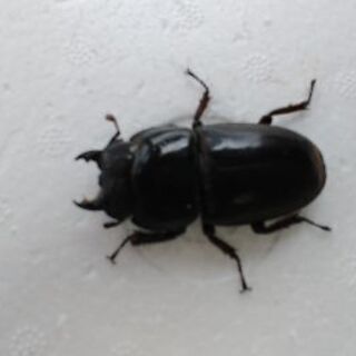 スマトラヒラタクワガタ♂️97㎜♀49㎜ペア】