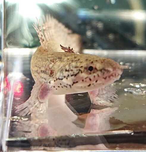 ポリプテルス デルヘッツィ 熱帯魚古代魚 ジモティーアクア 宮之阪のその他の中古あげます 譲ります ジモティーで不用品の処分