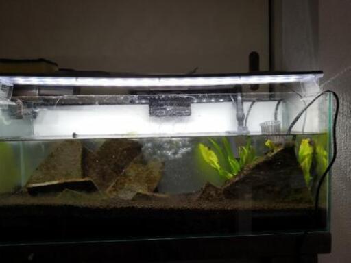 一旦受付中止水槽セット60cm スリム ジモ 東武練馬の家具の中古あげます 譲ります ジモティーで不用品の処分