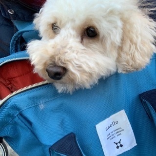 大阪府の子犬 里親募集 ジモティー