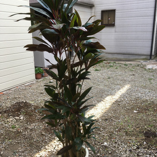 観葉植物　ドラセナ　コルジリーネピンク
