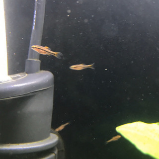 チェリーバルブ 幼魚　6匹