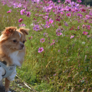 犬友募集(^^)