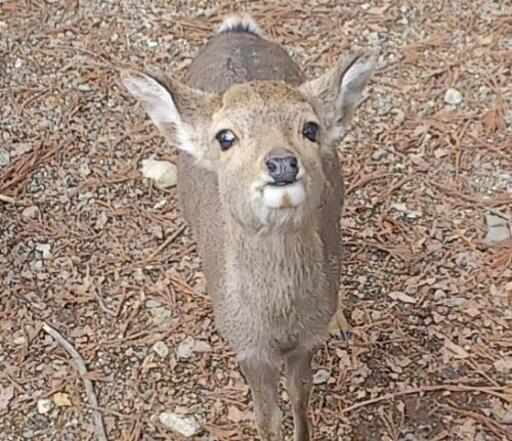 どんぐり ください マコリンヌ ドーム前の買いたい くださいの助け合い ジモティー