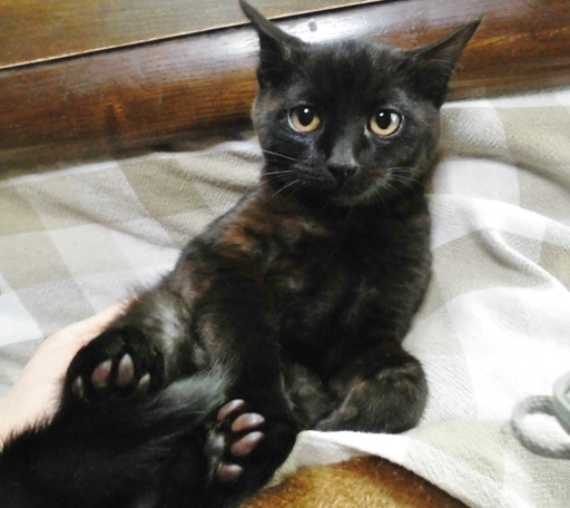 兄妹一緒に☆脇の下ビシャビシャは優しさの証べぇべ♂ (むびらき) 熊谷 