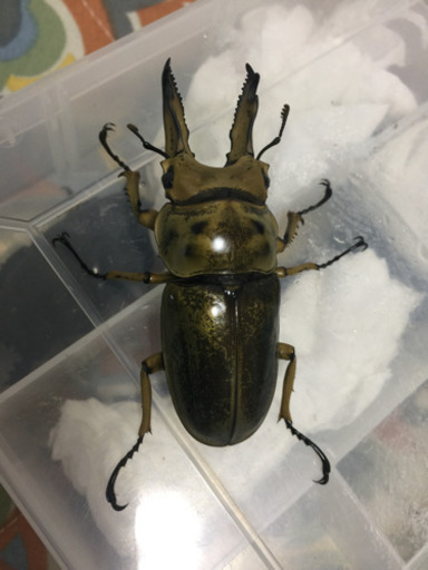 ◆ババオウゴンオニクワガタ♂１頭