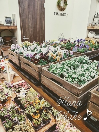 Hanaobake プランツ ギャザリング 寄せ植え 教室 Hana Obake 北加賀屋のガーデニングの生徒募集 教室 スクールの広告掲示板 ジモティー Hanaobake プランツ ギャザリング 寄せ植え 教室 Hana Obake 北加賀屋のガーデニングの生徒募集 教室 スクールの広告掲示板 ジモティー