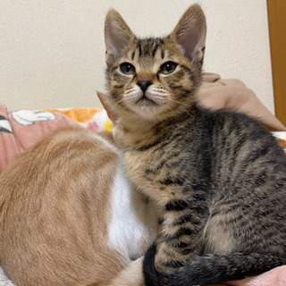 子猫の里親募集してます！茨城県南 − 茨城県