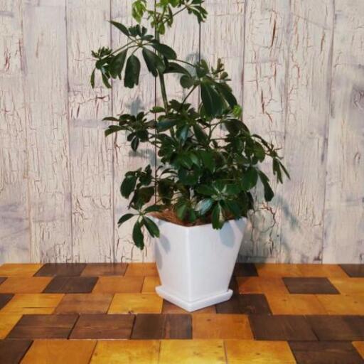 観葉植物 シェフレラ レナータ ゆっぴー 北千住のインテリア雑貨 小物の中古あげます 譲ります ジモティーで不用品の処分