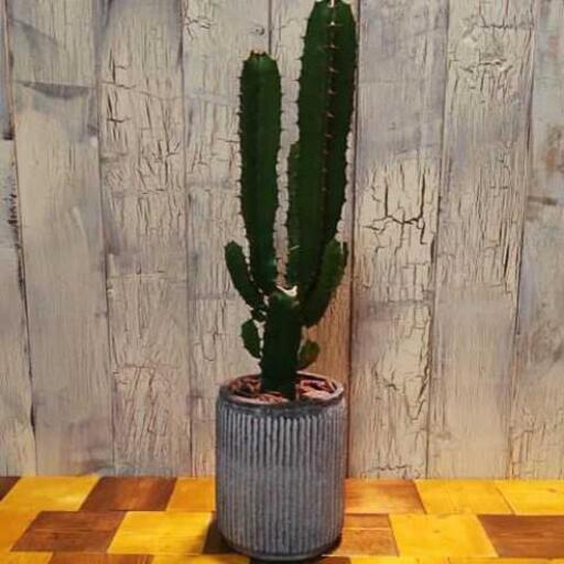 観葉植物 サボテン 大雲閣 ゆっぴー 亀有の家具の中古あげます 譲ります ジモティーで不用品の処分