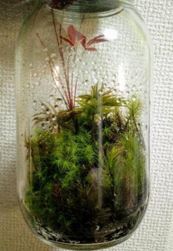 ワークショップ 苔テラリウム教室苔のテッタ タクヤ 寝屋川市のその他の生徒募集 教室 スクールの広告掲示板 ジモティー