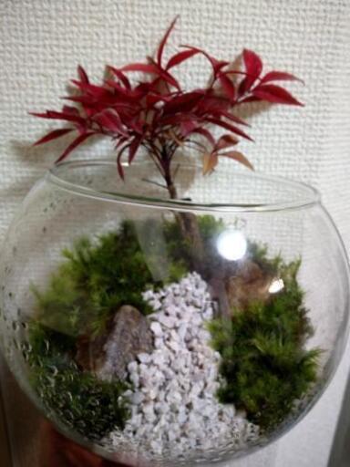 ワークショップ 苔テラリウム教室苔のテッタ タクヤ 寝屋川市のその他の生徒募集 教室 スクールの広告掲示板 ジモティー