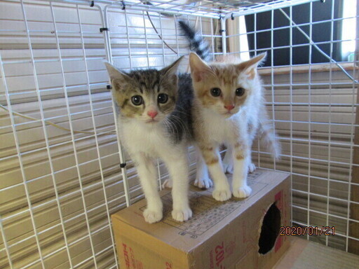 白キジの男の子 Foot 幸手の猫の里親募集 ジモティー