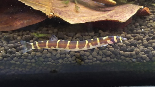 クーリー ローチ２匹 熱帯魚 しろねこ 柏のその他の中古あげます 譲ります ジモティーで不用品の処分