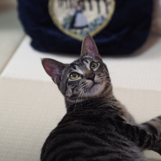 ひっつつき虫むぎ君 − 兵庫県