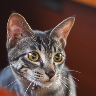 ひっつつき虫むぎ君 ねこクラブたま 押部谷の猫の里親募集 ジモティー