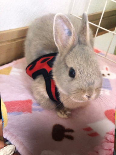 値下げ うさぎ フェレット おさんぽリード ハーネス えりころ 北浦和のその他の中古あげます 譲ります ジモティーで不用品の処分 値下げ うさぎ フェレット おさんぽリード ハーネス えりころ 北浦和のその他の中古あげます 譲ります ジモティーで不用品の処分