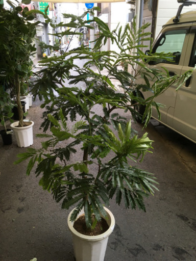 観葉植物　エバーフレッシュ