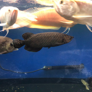 ノーザンバラムンディ