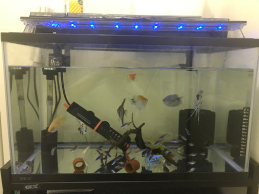 熱帯魚　値下げ