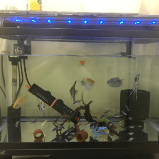 熱帯魚 値下げ