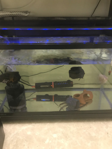 値下げ！古代魚　オスカー　フルセット