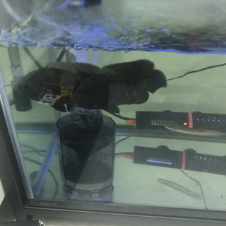 有名ブランド 値下げ！古代魚 フルセット オスカー その他